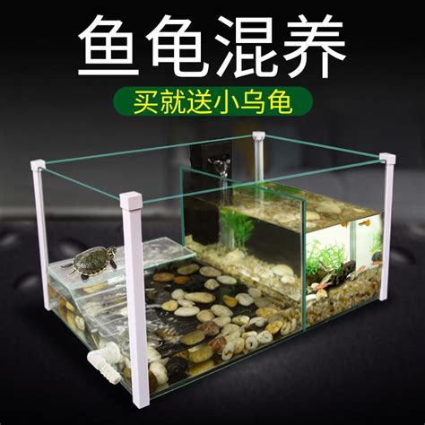 烏龜 魚 混養|龜缸裏能養哪些魚？ 適合龜缸裏養的魚，能和龜混養。